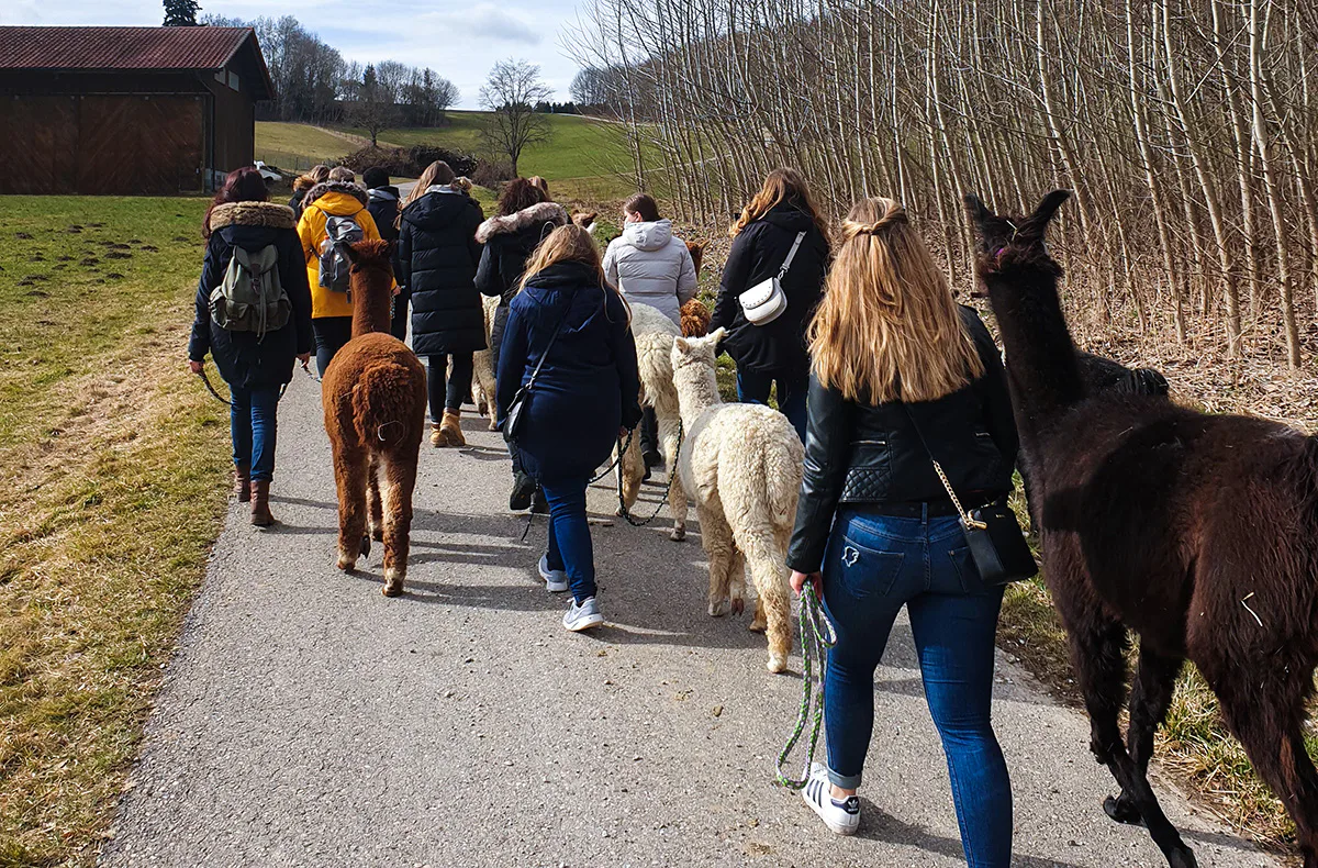 Alpaka Wanderung Günzburg - 4