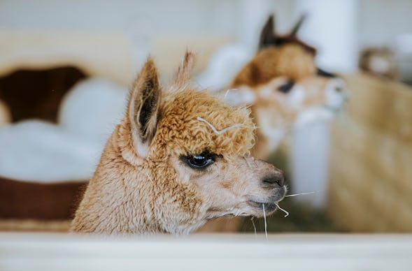 Alpaka Wanderung Graz