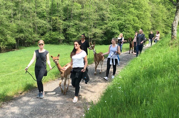 Alpaka Wanderung Neckar-Odenwald-Kreis