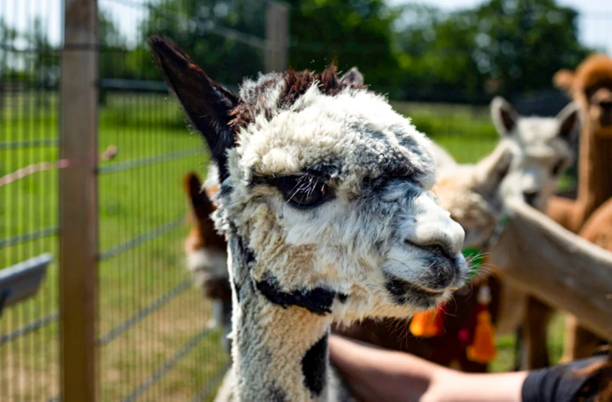 Alpaka Wanderung Petershagen - 3