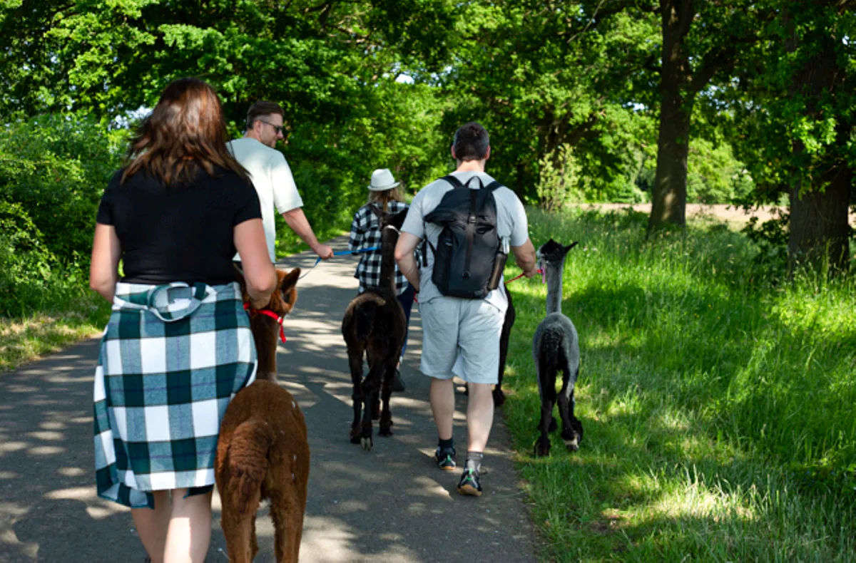 Alpaka Wanderung Petershagen - 6