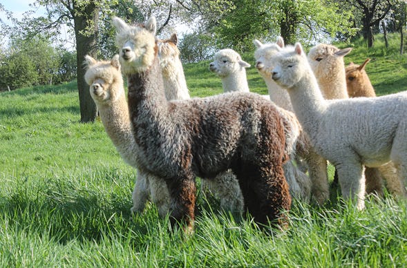 Alpaka Wanderung Wermsdorf