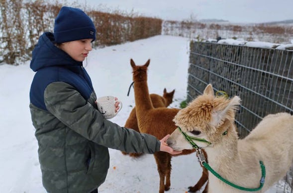Alpakaerlebnis für Kinder Plütscheid