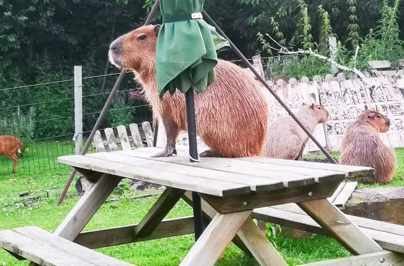 Capybara streicheln Wulften