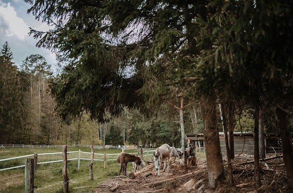 Eselwanderung Dahn (4 Std.)