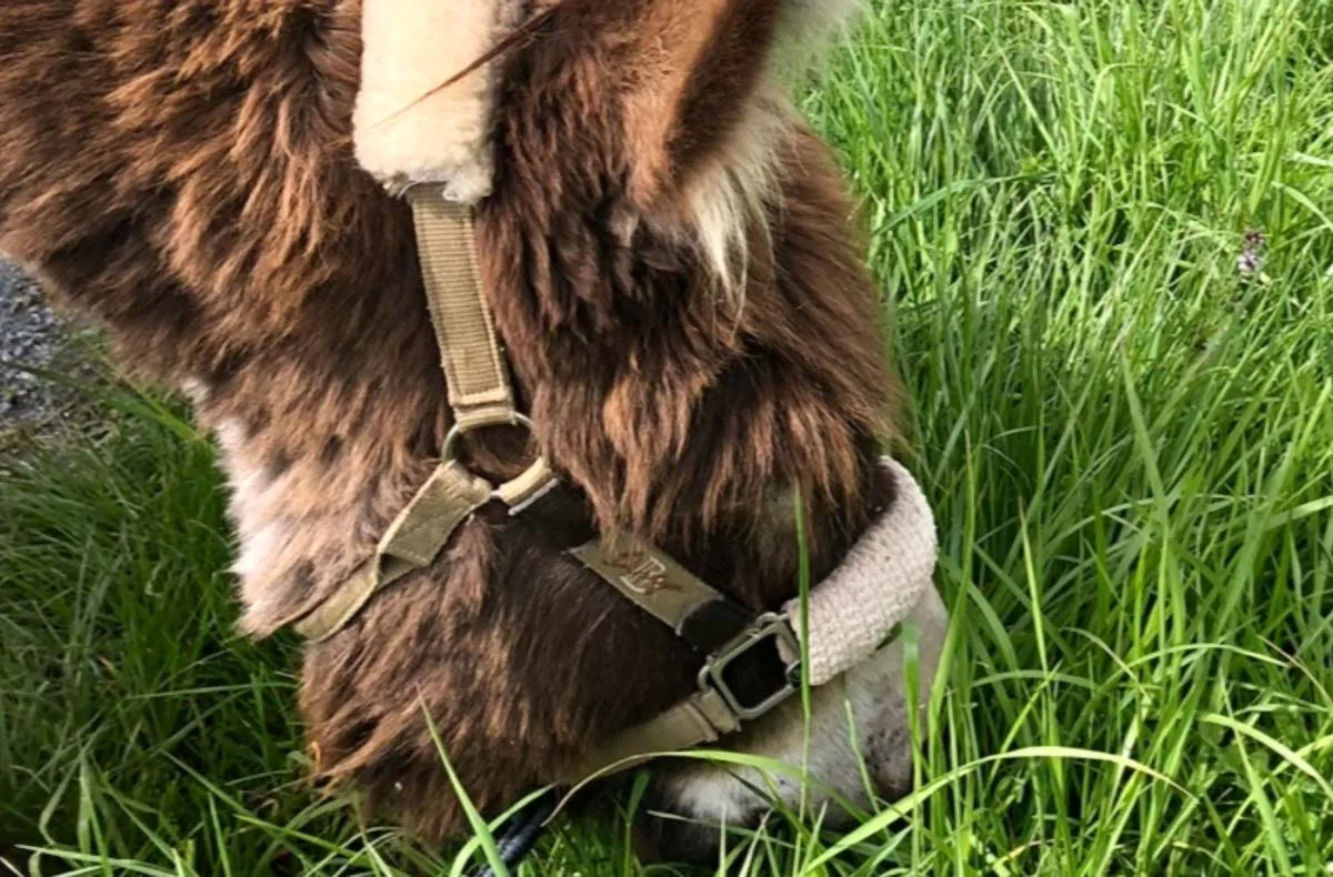 Eselbaden Birstein - 3