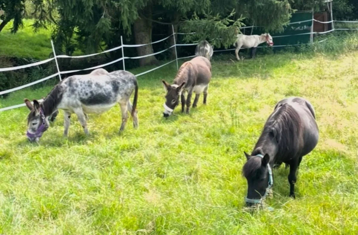 Eselbaden Birstein - 4