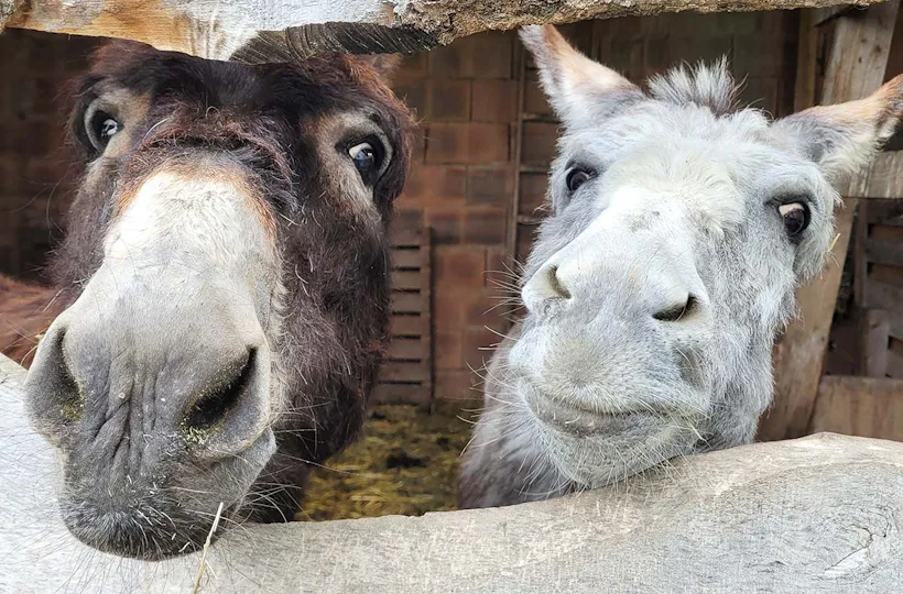 Eseldetektive im Zauberwald Fichtenau