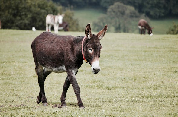 Eselwanderung Bad Doberan