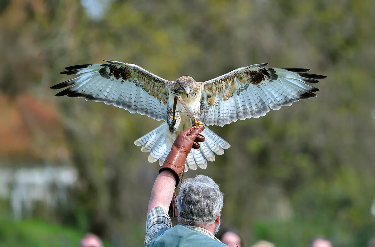 Falkner für einen Tag Riedenburg (Weißkopfseeadler) - 2