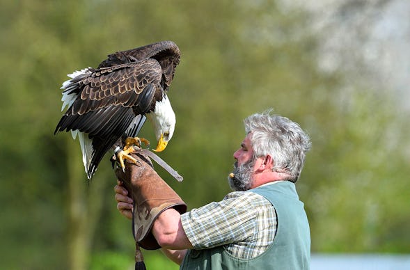 Falkner für einen Tag Riedenburg (Weißkopfseeadler)