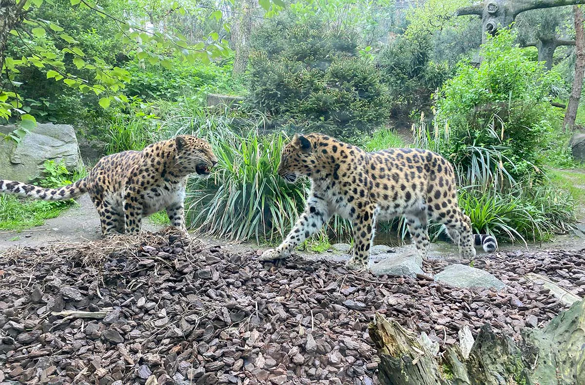 Frühstück & Zoobesuch Leipzig für 2 - 4