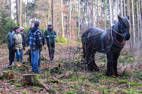 Holzrücken mit Pferden Windeck