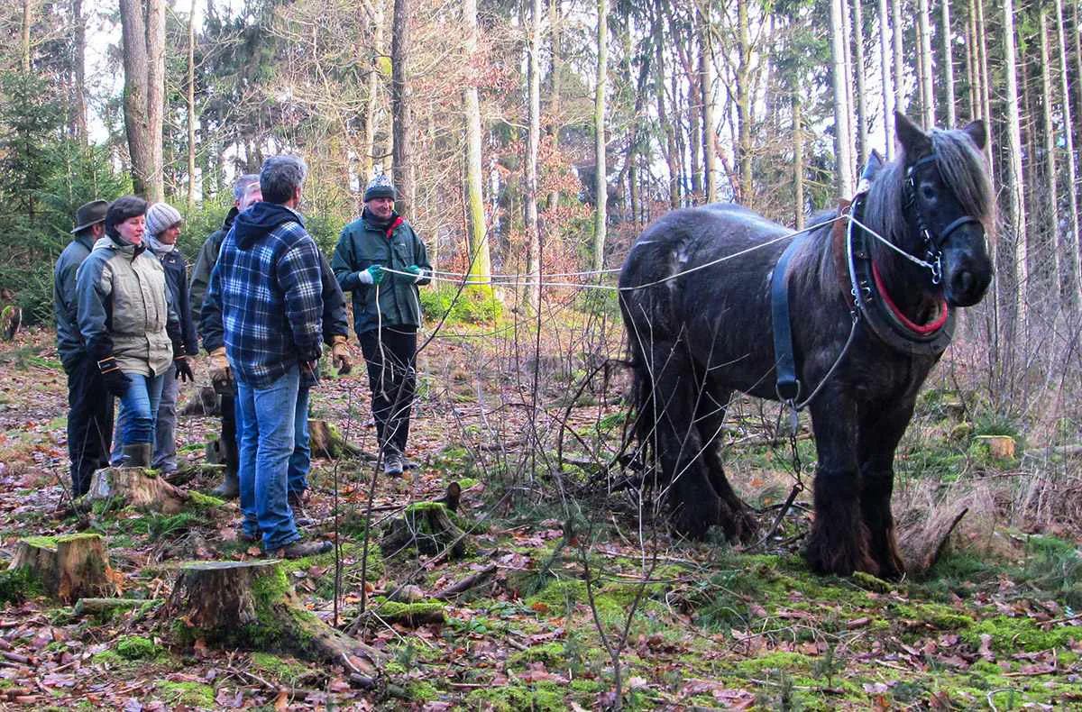 Holzrücken mit Pferden Windeck - 1