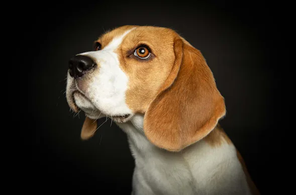 Hunde Fotoshooting Seevetal