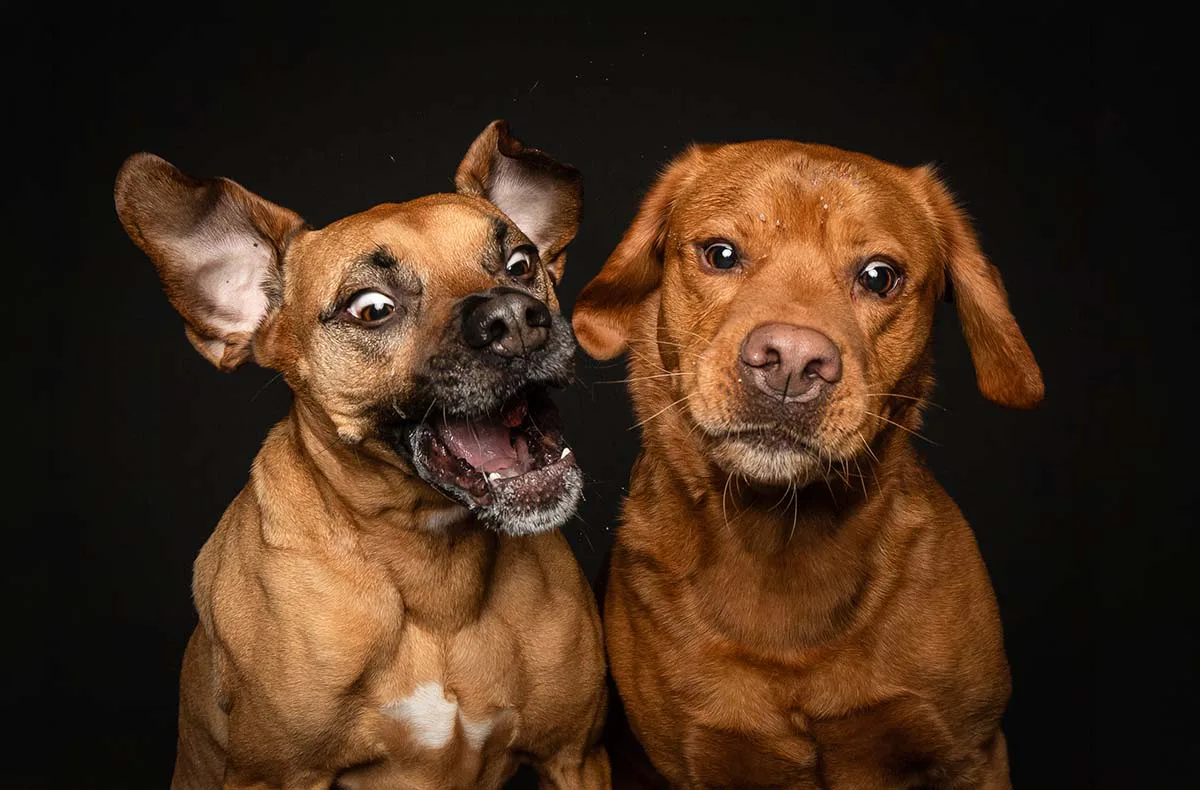 Hunde Fotoshooting Seevetal (Schnapp-Shooting) - 1