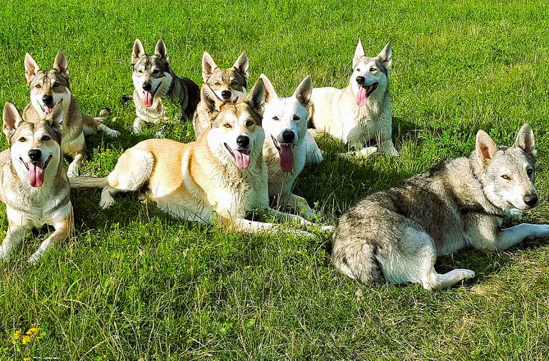 Wolfhundepfleger Büren (3 Std.) - 2