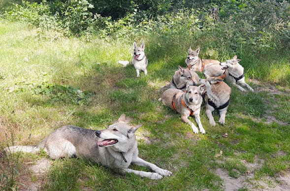 Wolfhundepfleger Büren (3 Std.)