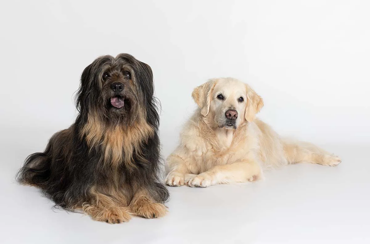 Hunde Fotoshooting Augsburg - 1