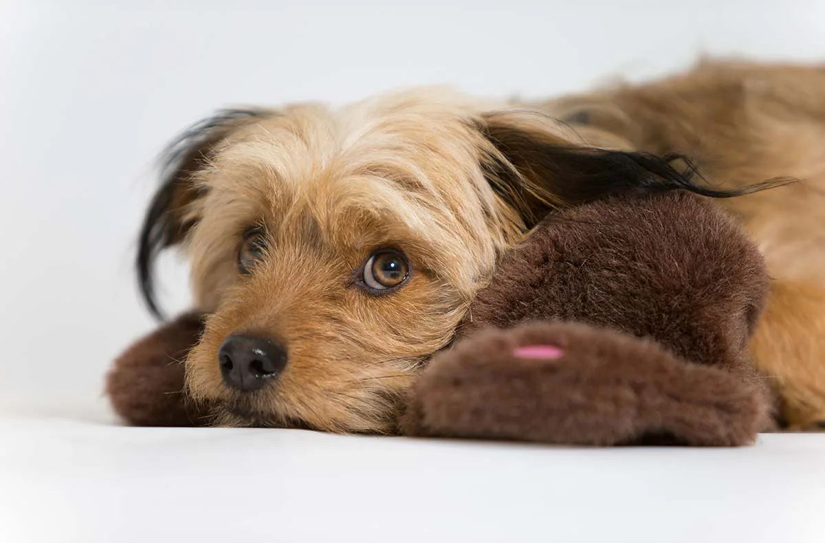 Hunde Fotoshooting Augsburg - 2