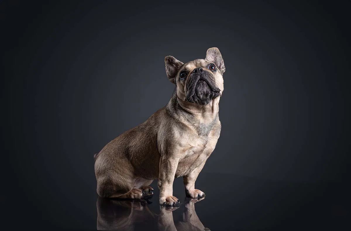 Hunde Fotoshooting Augsburg - 4