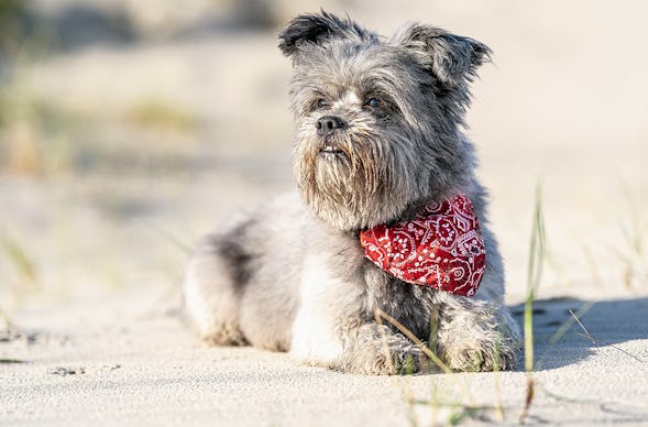 Hundeshooting Sellin