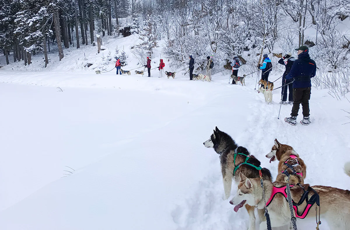 Husky Schneeschuhtrekking Hohentauern für 2 - 5