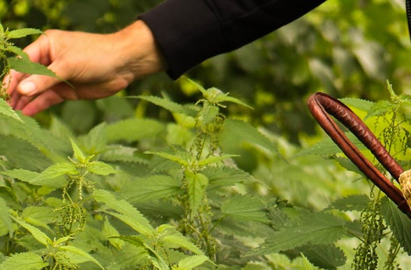 Kräuterspaziergang Überlingen