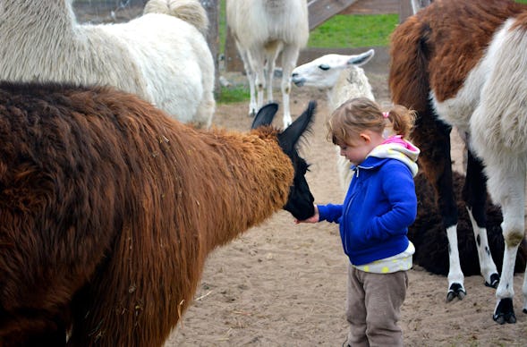 Lama und Alpaka Tour Mittenwalde für 2