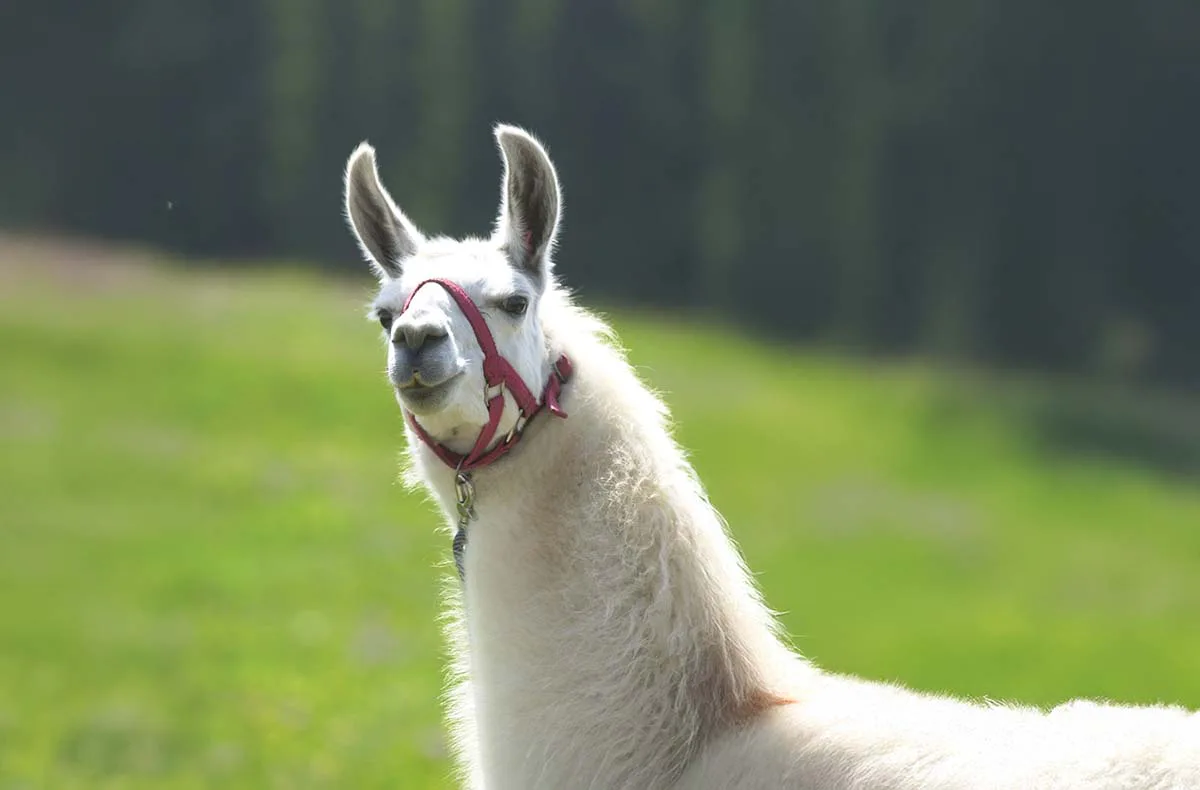Lama-Trekkingtour Poppenhausen - 1