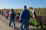 Lama- & Esel-Trekking-Tour für 2 Stadecken-Elsheim
