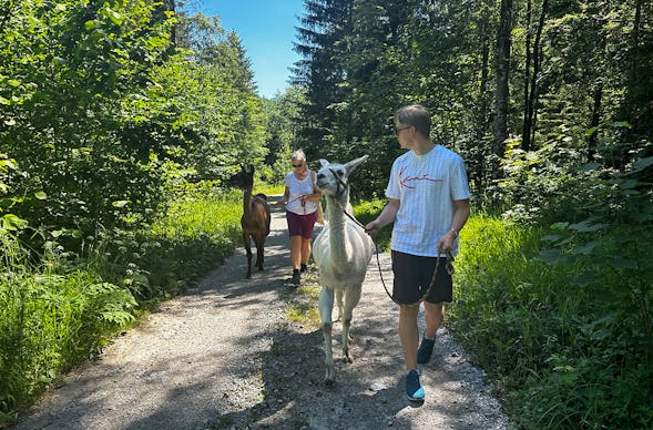 Lamawanderung mit Picknick Molln für 2