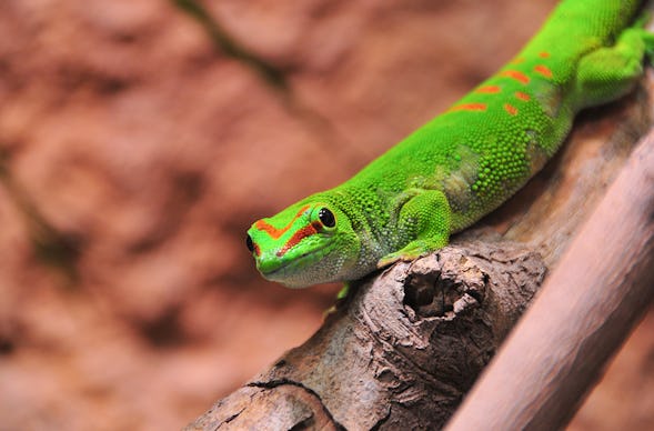 Tierpfleger Landau (Reptilien)