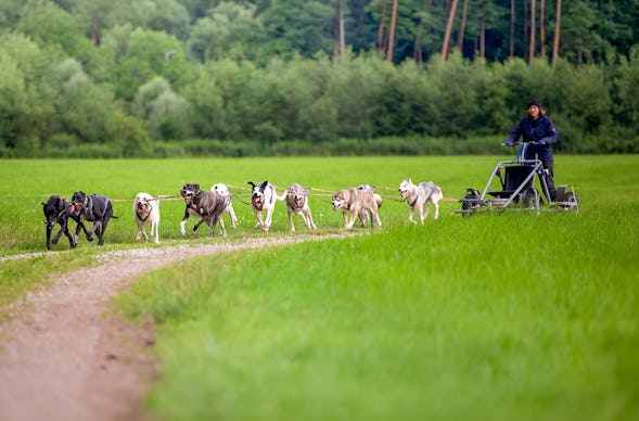 Schlittenhundefahrt Schwabmünchen