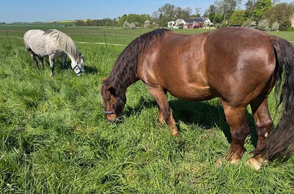 Spaziergang mit Pferden Grumbach