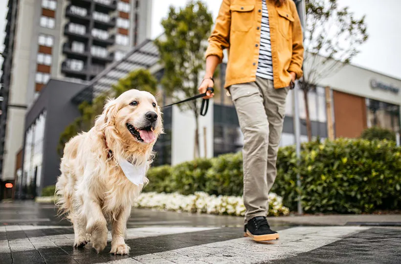 Städtetrip mit Hund Düsseldorf für 2 (1 Nacht)