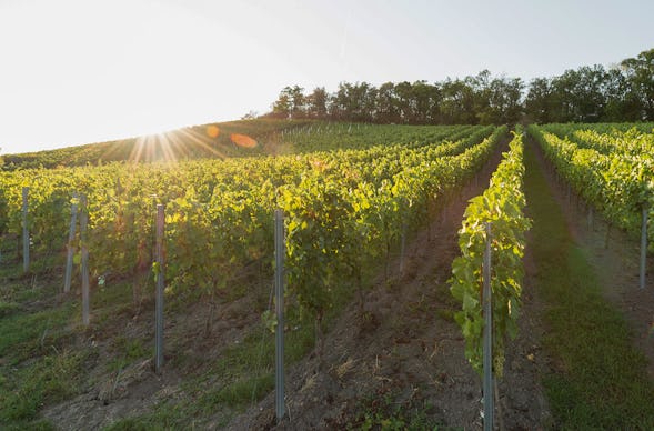 Weinbergwanderung Ulsenheim mit Verkostung und Brotzeit