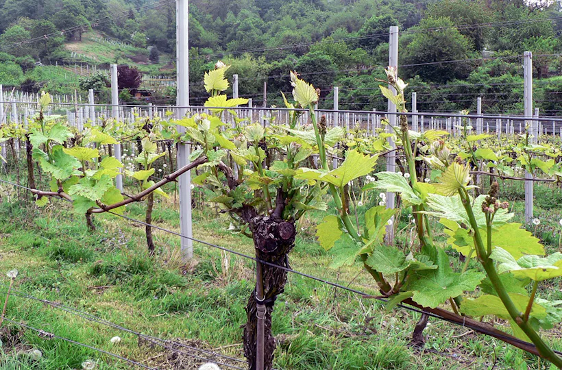 Weinbergwanderung Schriesheim mit Rebschnitt