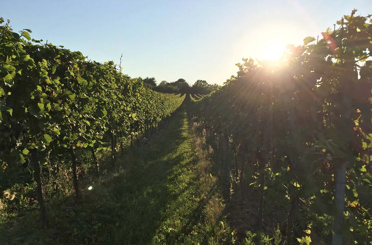 Weinverkostung mit Übernachtung in Rheinhessen für 2 - 8