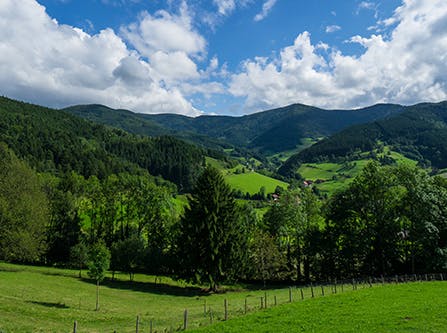 Grüne Hügellandschaft im Schwarzwald